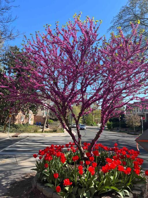 Glover Park/georgetown Oasis With Parking
